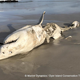 Image: Hennie Otto/Marine Dynamics/Dyer Island Conservation Trust